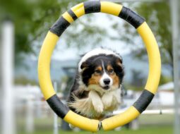 The Benefits of Daily Exercise for Your Dog’s Health