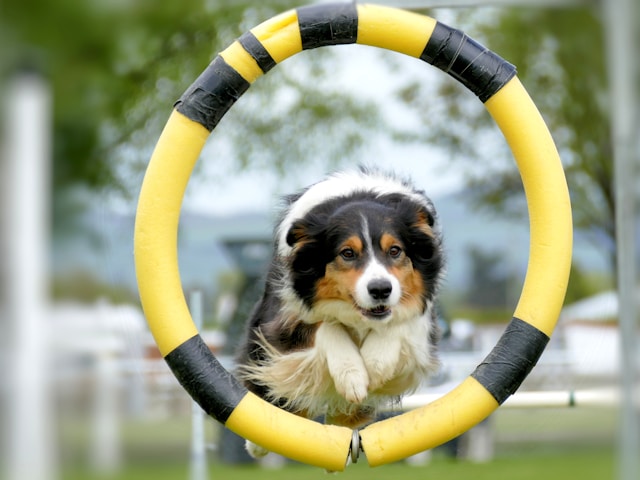 The Benefits of Daily Exercise for Your Dog’s Health