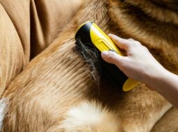 Essential Grooming