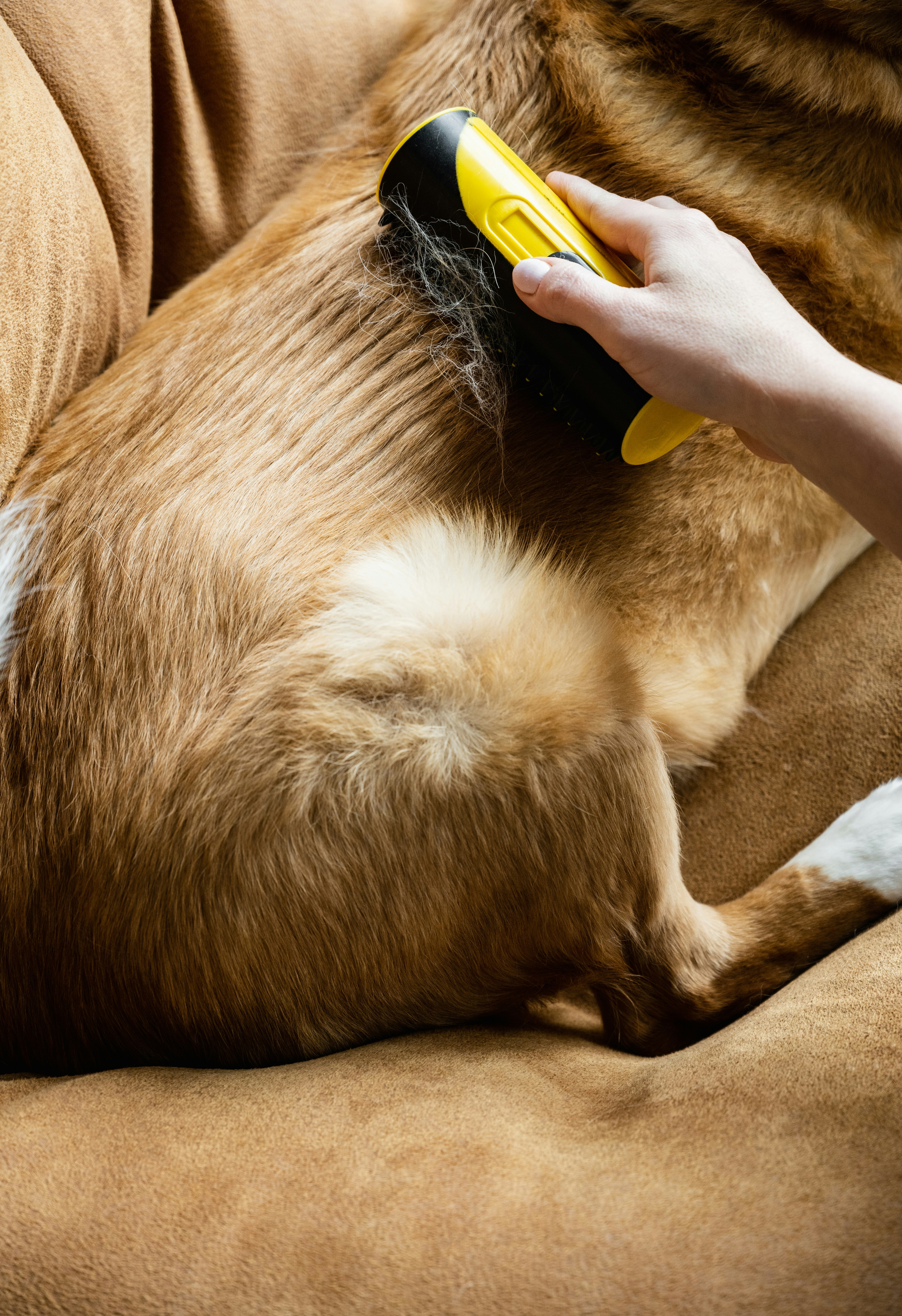 Essential Grooming