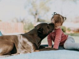 Pet Identification