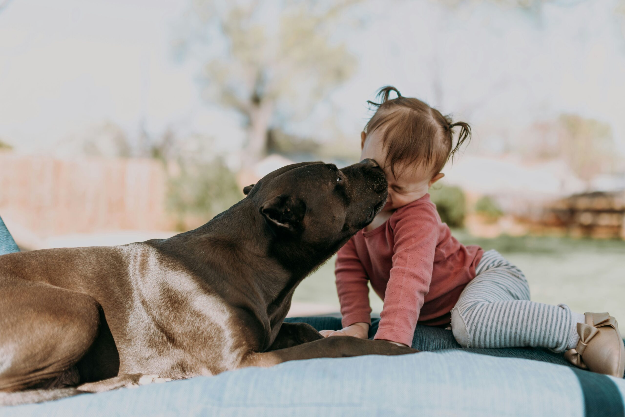 Pet Identification