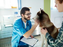 Amol Ashok Sahasrabudhe-Veterinary Care
