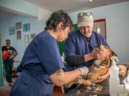 Animal-Assisted Therapy