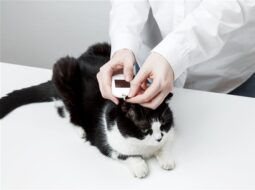 Amol Sahasrabudhe-Pet Microchips