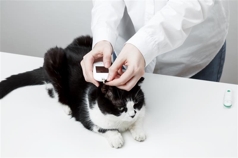 Amol Sahasrabudhe-Pet Microchips