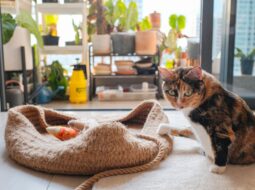 Pet-Friendly