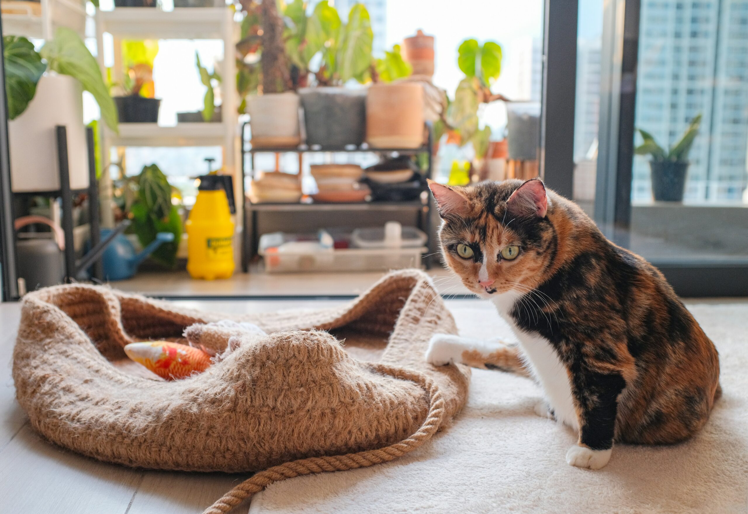 Pet-Friendly