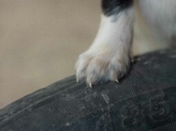 Dog's Nails
