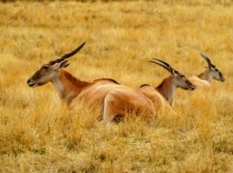 Wildlife Conservation