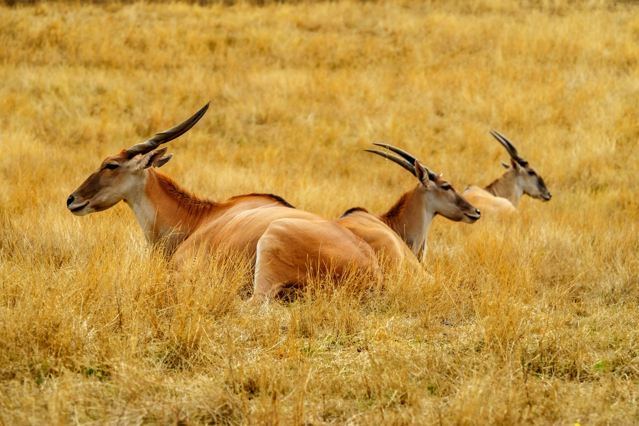 Wildlife Conservation