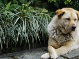 Amol Ashok Sahasrabudhe